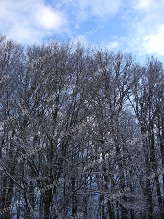 Winter in Bergwald