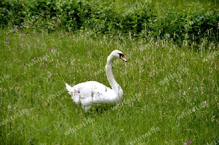 Schwan in der Wiese