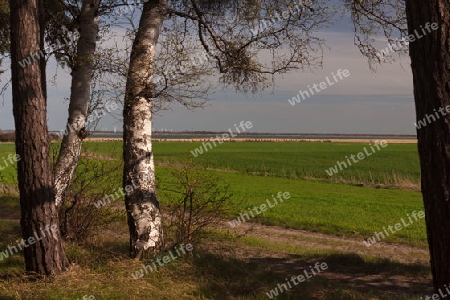 Am  Bodden, Nationalpark Vorpommersche Boddenlandschaft, Deutschland