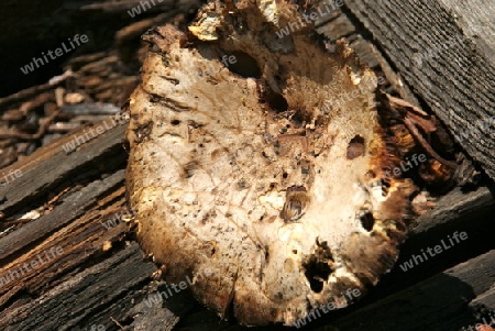 Pilz auf morschen holz