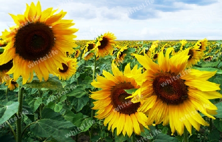 Sonnenblumen