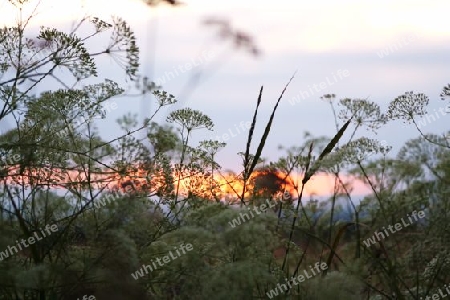 Wiesenbrand