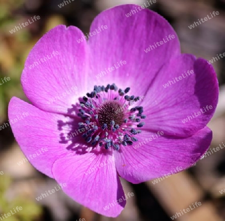 Anemone 3