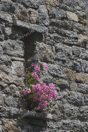 blumen im Festung