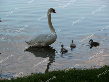 Schwan Familie