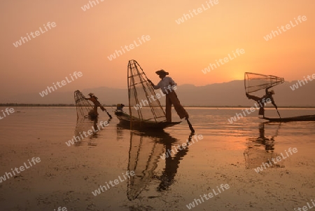 Fishermen at sunrise in the Landscape on the Inle Lake in the Shan State in the east of Myanmar in Southeastasia.