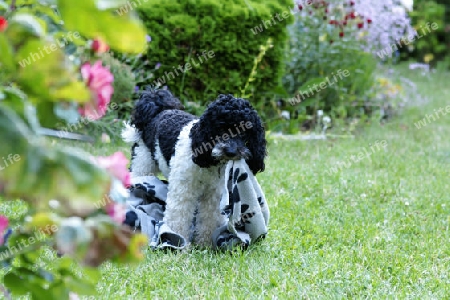 spielende Hundewelpen im Garten