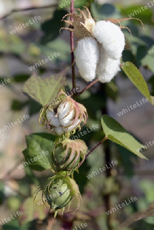 Die Landwirtschaft mit Baumwolle im Winter bei Amnat Charoen im Isan im osten von Thailand,