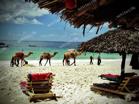 Sonne, Strand, Meer, Wei?, Weiss, Sand, Wei?er Sand, Weisser Sand, Diani, Beach, Kenia, Kenya, Afrika, Urlaub, Dromedare