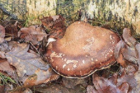 Birken-Zungenporling,Piptoporus betulinus(Porlinge) an einer abgestorbene Birke