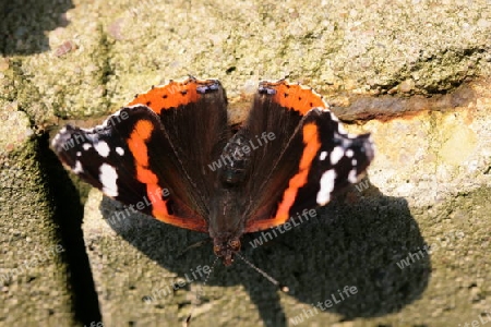 Schmetterling Admiral