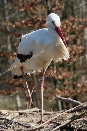 Storch