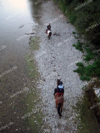 Pferde an der Isar