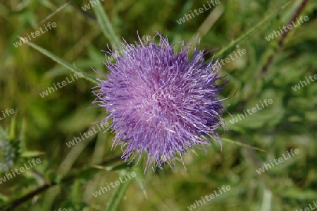 Distel