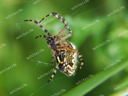 Spinne beim Spinnen