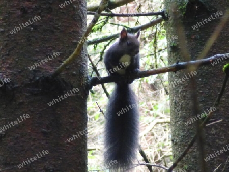 Schwarzes Eichh?rnchen auf Baum