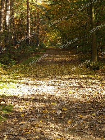 Waldweg im Herbst