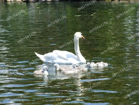 Schwan mit jungen