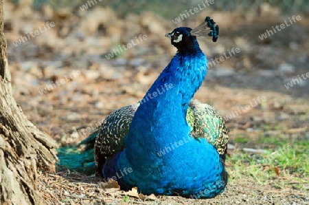 Blauer Pfau