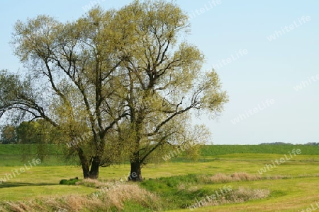 Baumgruppe an einem Bach mit Elbdeich im Hintergrund.