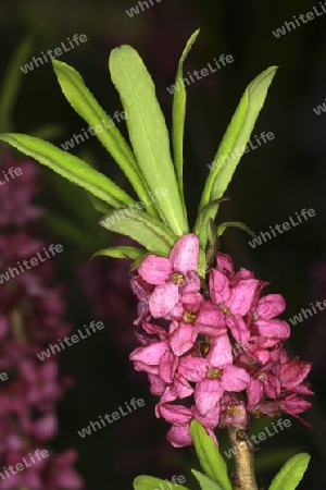 Seidelbast (Daphne mezereum L.)