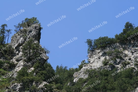 Wilder Fels, Baeume auf seiner Spitze