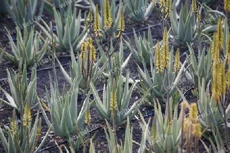 a Aloe Vera cactus Plantation the Island of Lanzarote on the Canary Islands of Spain in the Atlantic Ocean. on the Island of Lanzarote on the Canary Islands of Spain in the Atlantic Ocean.
