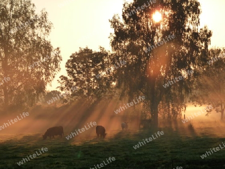 Rinder grasen bei Sonnenaufgang