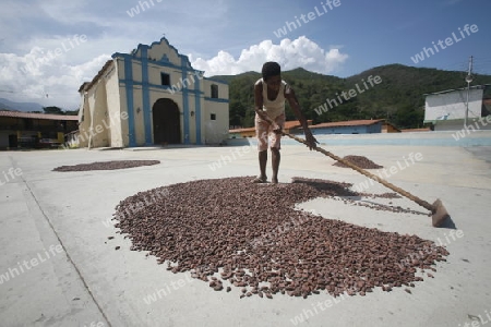 Suedamerika, Karibik, Venezuela, Nord, Chuao, National Park Hanri Pittier, Dorf, Cacao Dorf, Kakao Dorf, Kakao, Kakao Bohnen trocknen, Lufttrocknen, Frau, Arbeit, Export, Schockolade,  Kolonial, Kirche, Dorfkirche