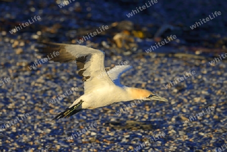 Kapt?lpel (Morus capensis) im Flug , Bird Island, Lamberts Bay, Western Cape, Westkap, S?dafrika, Afrika