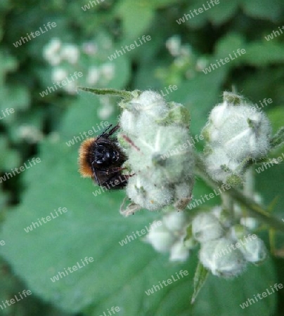 Erdhummel auf Brombeerblüte IV