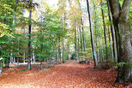 Waldweg im Oktober