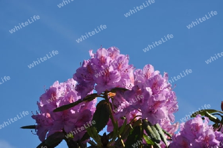 Rhododendron vor blauem Himmel