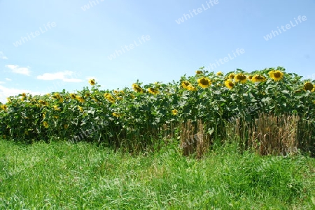 mehr Sonnenblumen