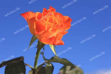 Orange Rose