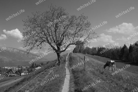 Black nd white gallerie: Schweizer alpen