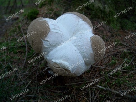 Beutelst?ubling,Calvatia excipuliformis