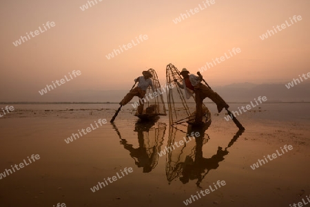 Fishermen at sunrise in the Landscape on the Inle Lake in the Shan State in the east of Myanmar in Southeastasia.