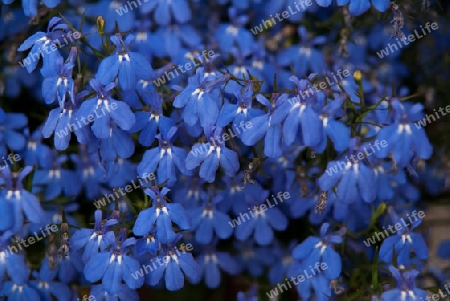 M?nnertreu oder  Blaue Lobelie, Lobelia erinus