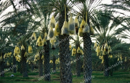 Eine Dattel Plantage in der Oase von Douz im Sueden von Tunesien in Nordafrika