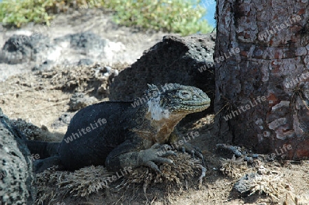 Iguana