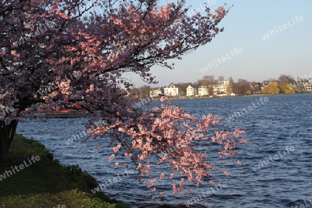 Kirschbl?te an einem Fr?hlingstag an der Alster in Hamburg