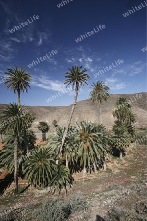 the Landscape near of the Village of Bentacuria on the south of the Island Fuerteventura on the Canary island of Spain in the Atlantic Ocean.