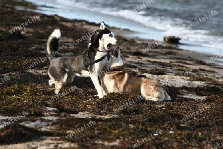 Huskys spielen