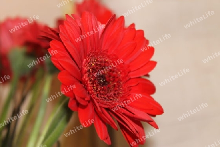 Gerbera 