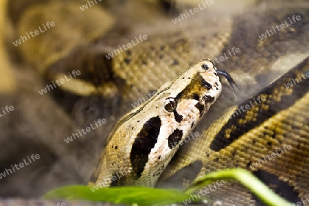 Boa Constrictor