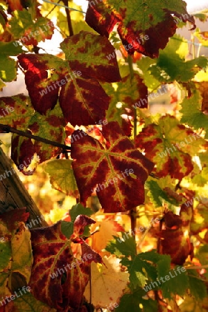 The wine Hills of  the village of Riquewihr in the province of Alsace in France in Europe