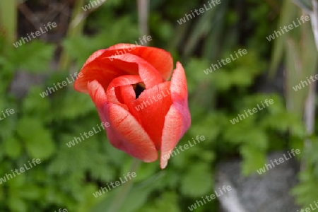 Tulpe