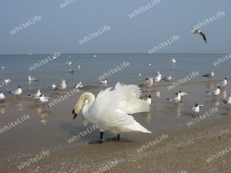 Schwan und Moewen an der Ostsee