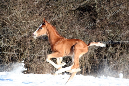 Galoppierendes Fohlen